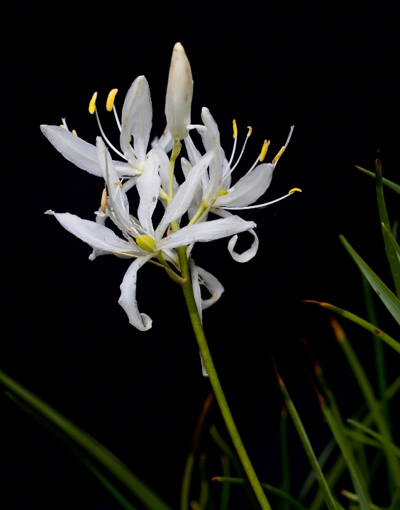 Camassia White.jpg